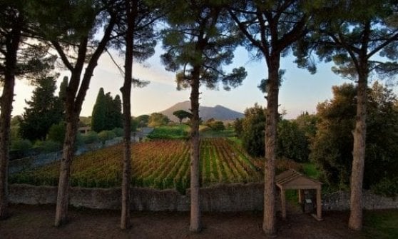 Negli scavi si coltivano Piedirosso e Aglianico
