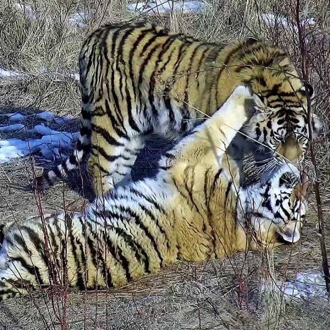 Saikhan, il cucciolo di tigre salvato dal bracconaggio