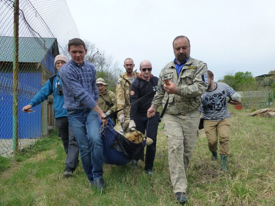 Saikhan, il cucciolo di tigre salvato dal bracconaggio