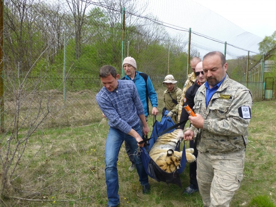 Saikhan, il cucciolo di tigre salvato dal bracconaggio