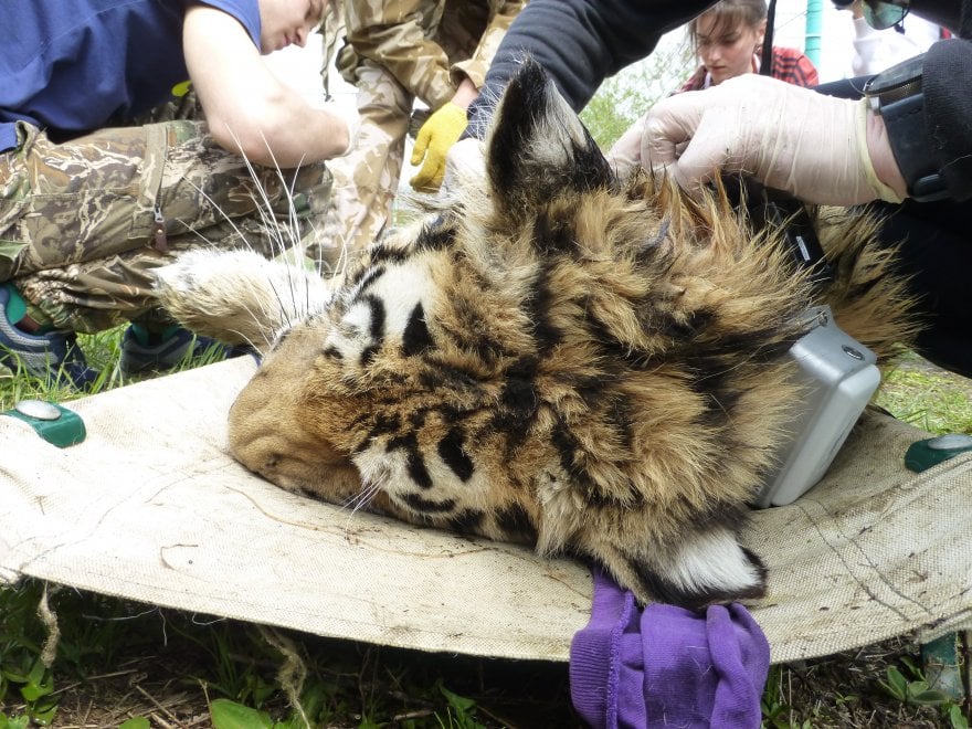 Saikhan, il cucciolo di tigre salvato dal bracconaggio