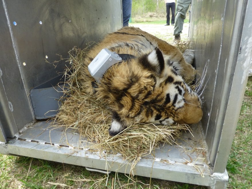 Saikhan, il cucciolo di tigre salvato dal bracconaggio