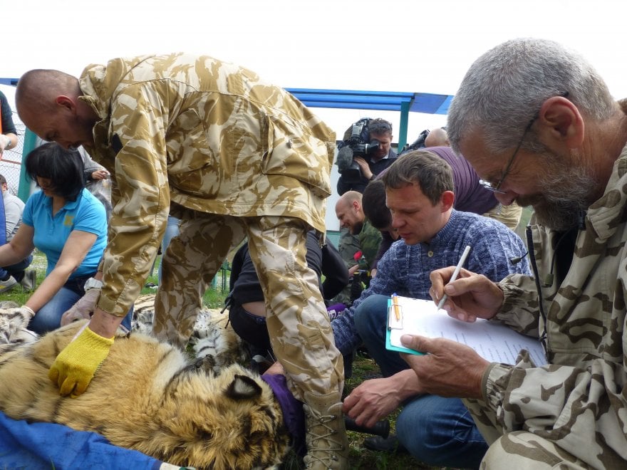 Saikhan, il cucciolo di tigre salvato dal bracconaggio