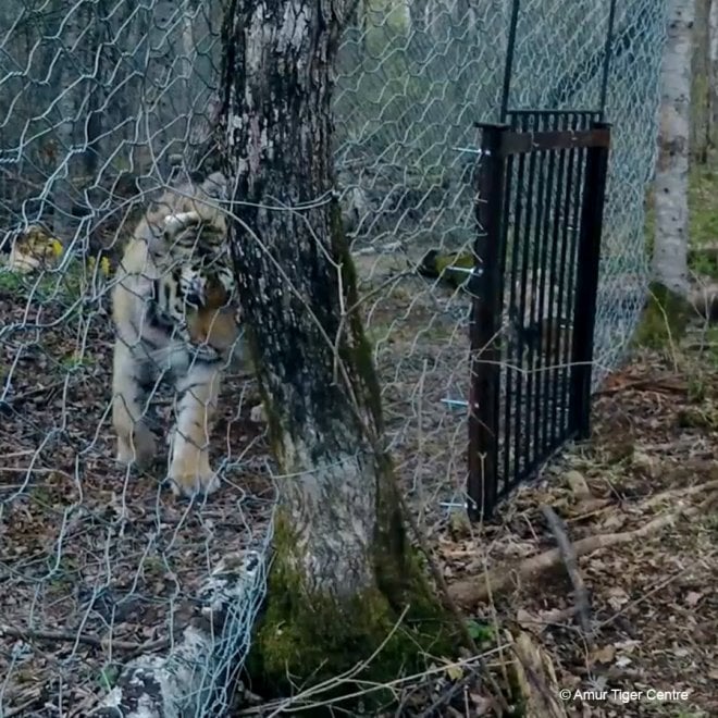 Saikhan, il cucciolo di tigre salvato dal bracconaggio