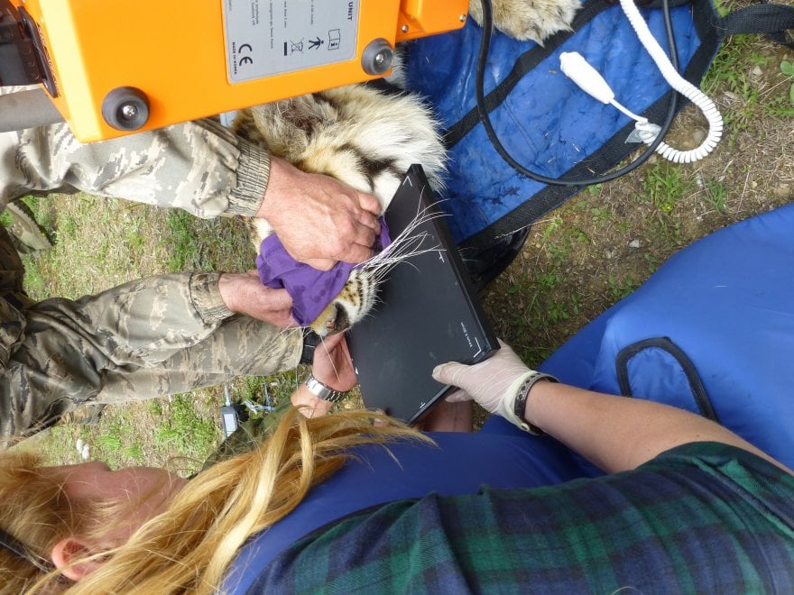 Saikhan, il cucciolo di tigre salvato dal bracconaggio