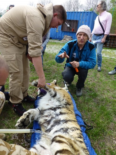Saikhan, il cucciolo di tigre salvato dal bracconaggio