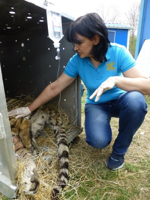 Saikhan, il cucciolo di tigre salvato dal bracconaggio