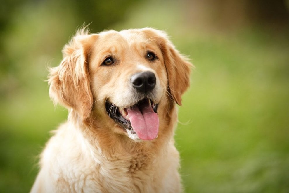 L'intelligenza dei cani: dal barboncino al Golden Retriever