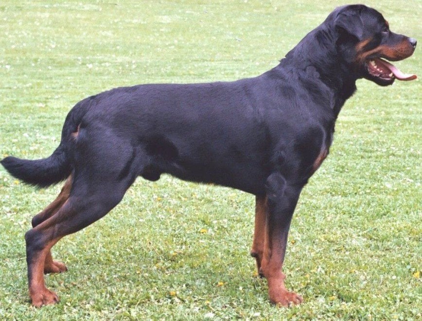 L'intelligenza dei cani: dal barboncino al Golden Retriever