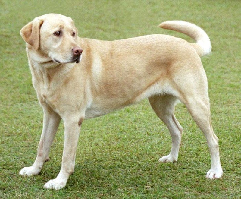 L'intelligenza dei cani: dal barboncino al Golden Retriever