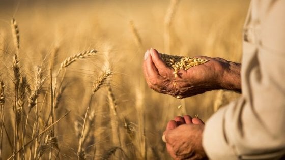 Trigo duro, a partir de la investigación de nuevos descubrimientos para las plantas del futuro.