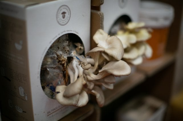 Maker faire food: il cibo del futuro è qui 