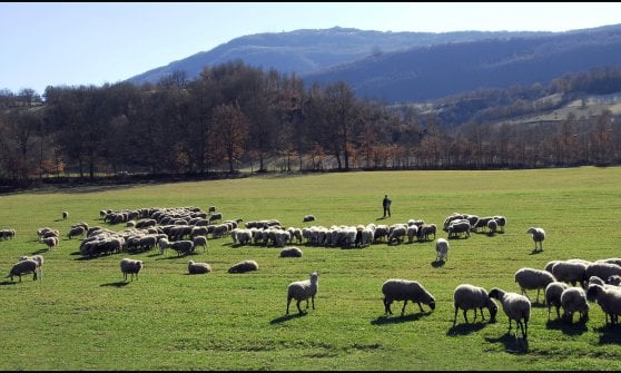 &nbsp;Cascia, qui &egrave; fiorente la produzione di formaggi caprini
