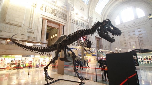 'Dinosaurs', sulle tracce dei giganti del passato: l'avventura dei fossili dagli scavi al museo