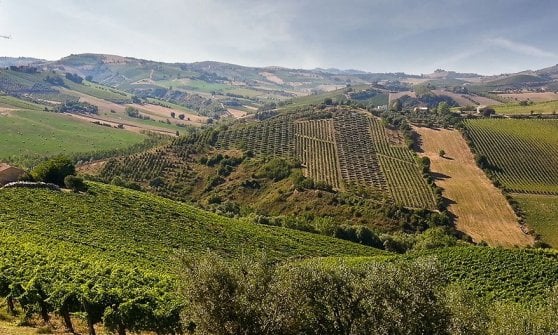 Un'immagine delle tenute della Cantina Offida, Marche