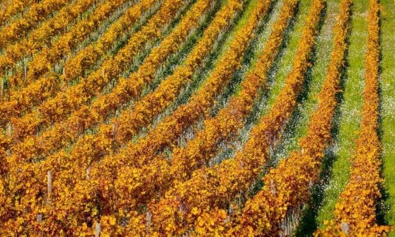 &nbsp;I vigneti&nbsp;