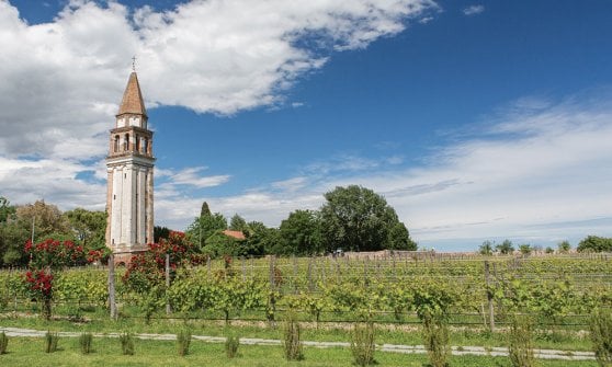 La vigna e i confini di Venissa, Burano