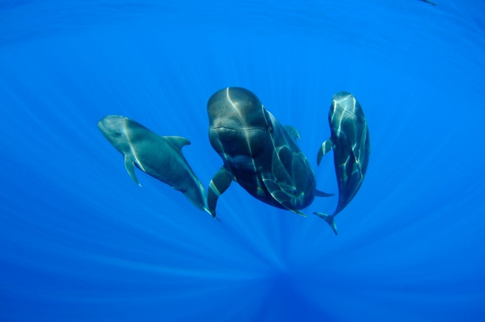 Il mondo dei cetacei: dalla balena allo zifio