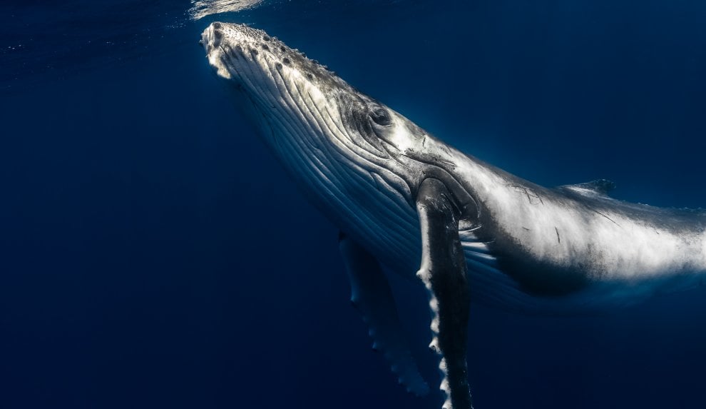 Il mondo dei cetacei: dalla balena allo zifio