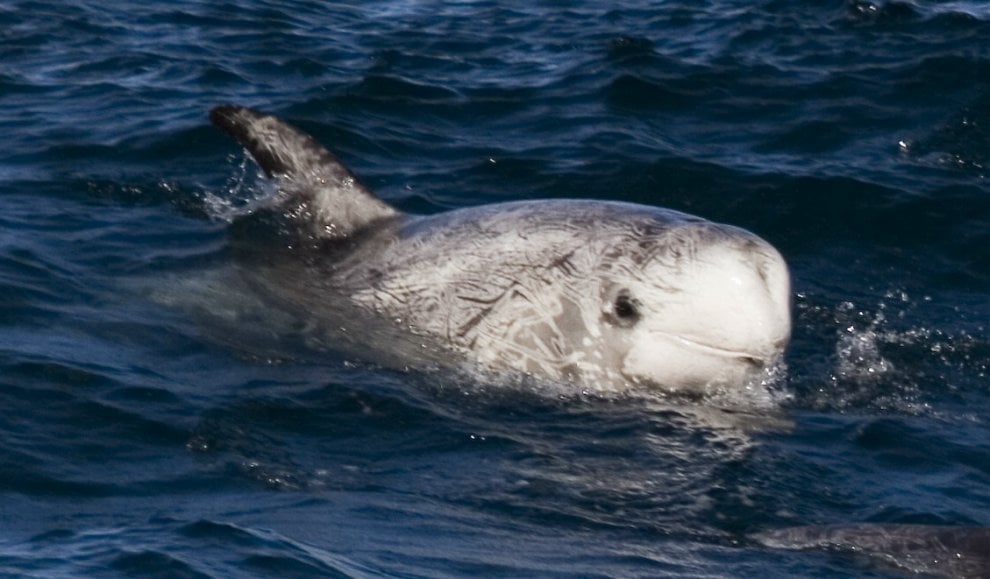 Il mondo dei cetacei: dalla balena allo zifio