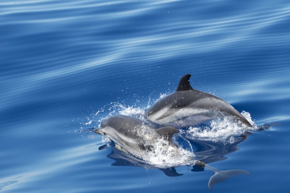 Il mondo dei cetacei: dalla balena allo zifio