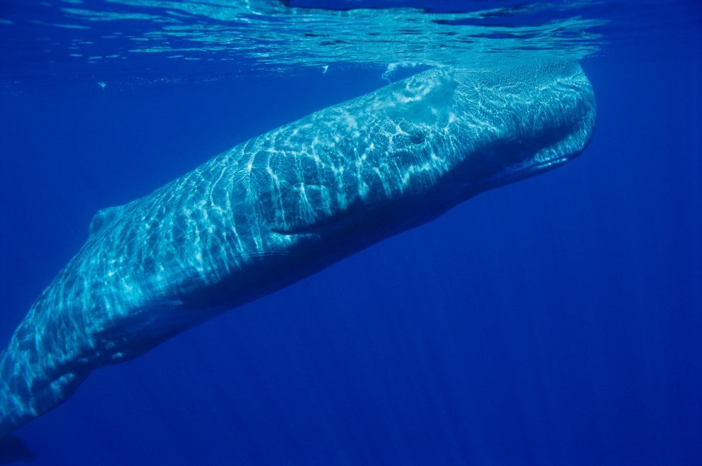 Il mondo dei cetacei: dalla balena allo zifio