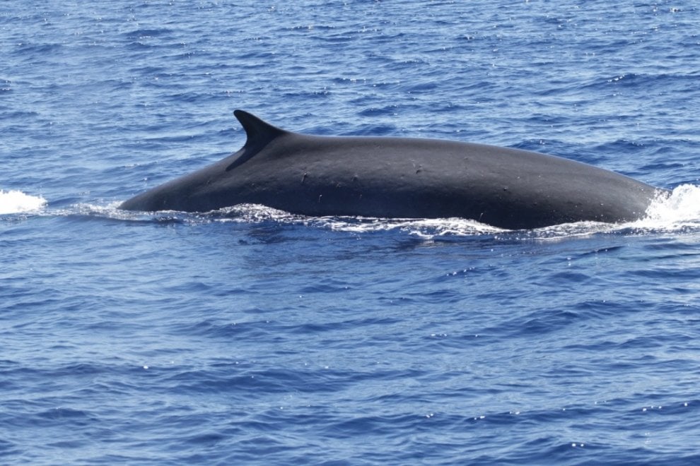 Il mondo dei cetacei: dalla balena allo zifio