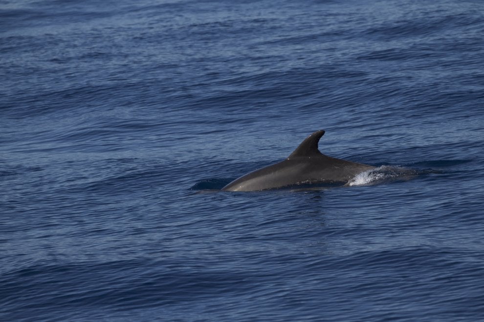 Il mondo dei cetacei: dalla balena allo zifio