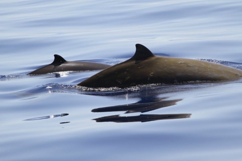 Il mondo dei cetacei: dalla balena allo zifio