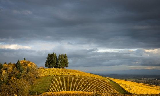 &nbsp;Dundee Hills, in Oregon