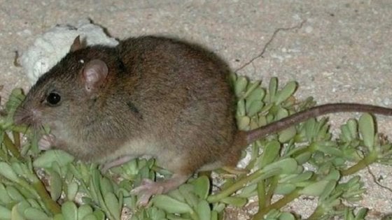 E’ un roditore il primo mammifero estinto per i cambiamenti climatici