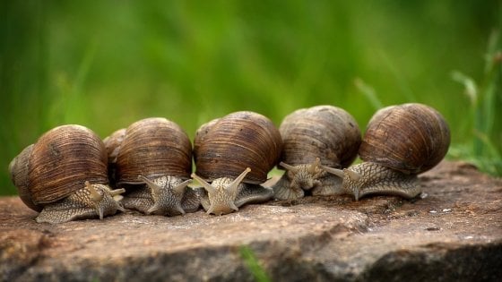 Giornata della lentezza, perché c’è bisogno di più calma per ritrovare se stessi