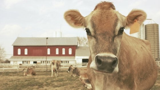 La mucca di razza Jersey fa un ottimo latte