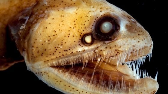 Il segreto del dragonfish: scoperta la struttura del morso letale
