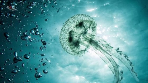 Meduse, che cosa fare se si viene punti