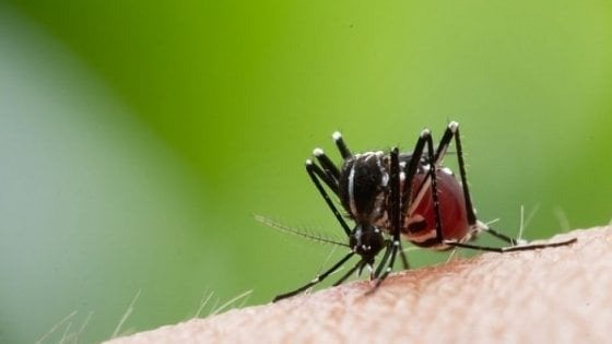 Pungono Chi Ha Il Sangue Dolce Serve La Croce Sulla Puntura