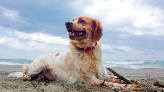 Pesaro Va Con Il Cane In Spiaggia Multa Da Oltre Mille