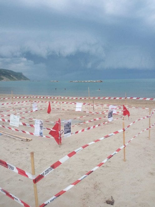 Pesaro, il nido di Luciana presidiato dai volontari