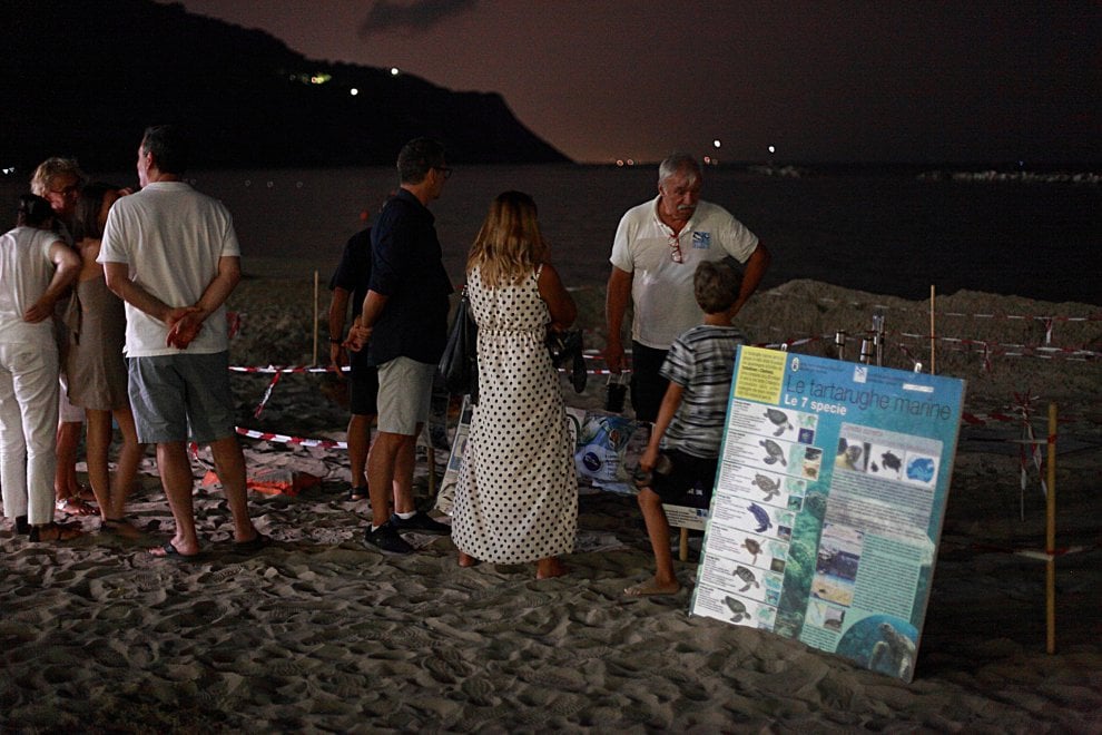 Pesaro, il nido di Luciana presidiato dai volontari