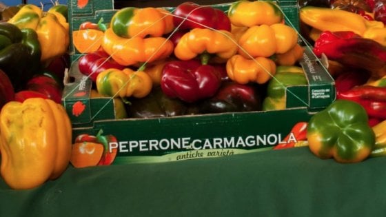 (foto Consorzio Peperone di Carmagnola)