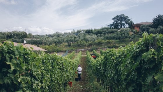 I vigneti di Cantina Imperatori