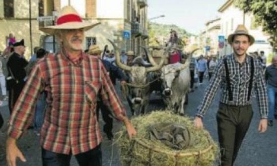 Festa delle Vendemmia di Novafeltria
