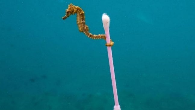 Prigionieri di un mare di plastica. E il riciclo non basta