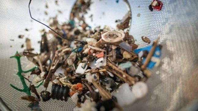 Scatta l'allerta scampi: anche in fondo al mare sono pieni di microplastiche