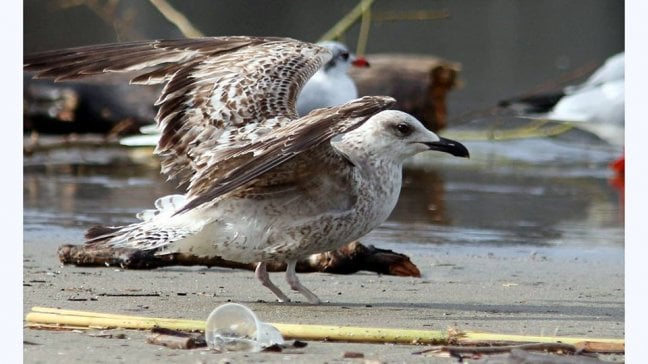 Dalla pesca al nido: una trappola per il 90% degli uccelli marini