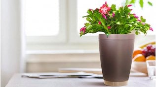 <a href="https://video.repubblica.it/rubriche/reptech/reptech-ecco-parrot-pot-il-vaso-per-le-piante-connesse/270421/270874">Anche le piante sono connesse: Parrot Pot, il vaso diventa smart</a>