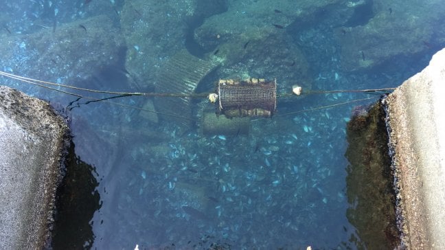 Microplastiche per salvare le cozze: i "pellets" immersi nel Golfo di La Spezia