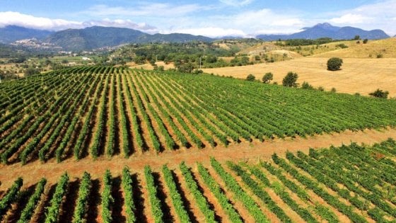 I filari delle viti delle Tenute Pacelli