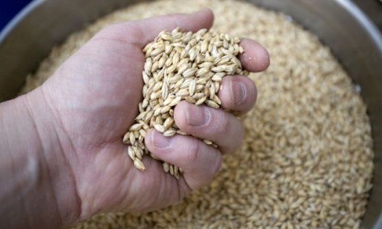 L'orzo della Valbelluna
