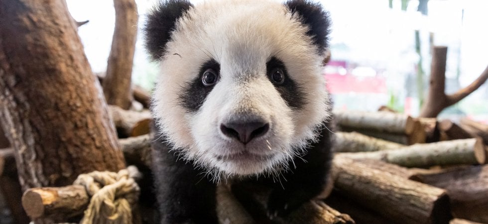 Un Panda, animale-simbolo a rischio